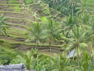 P1000220.jpg